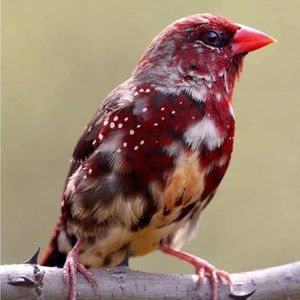 Meet your Posher, Rhonda